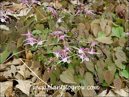 This Epimedium has a bi colored flower.